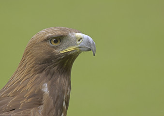 portrait of an eagle