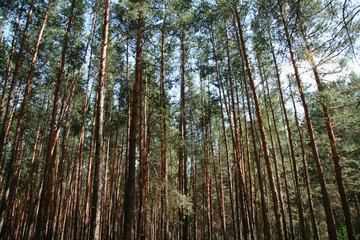 Fototapeta premium forest background