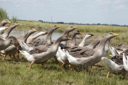 birds goose