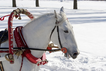 winter holiday