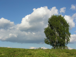 birch on meadow