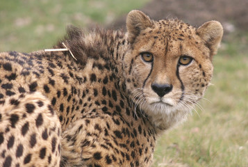 cheetah looking back