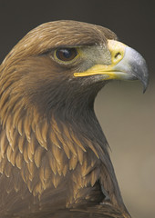 close up of a golden eagle
