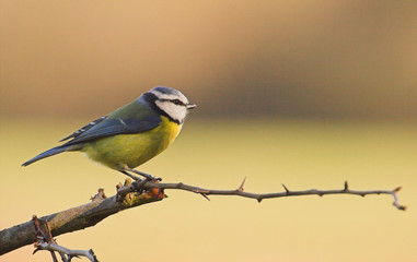 blue tit on hawthorn