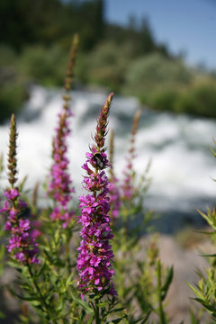 oregon wildflowers along river