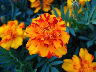 marigold