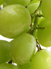 bunch of grapes