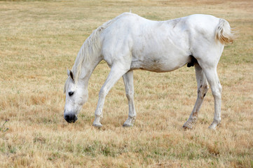 white horse