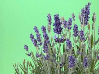 lavender