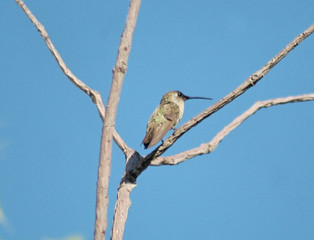 hummingbird in a tree