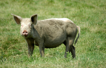 pig