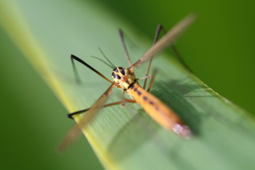 moustique sur une branche