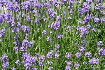 Foto auf Acrylglas Lavendel schöner natürlicher Lavendel