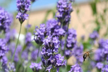 Fototapeten Lavendel mit Biene im Flug © Julien LAURENT