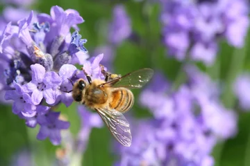Fotobehang abeille sur lavande © Julien LAURENT