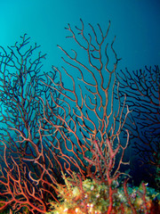 Fototapeta na wymiar koral dominique