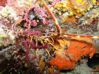 langouste