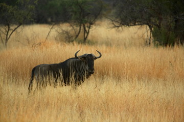 wildebeest