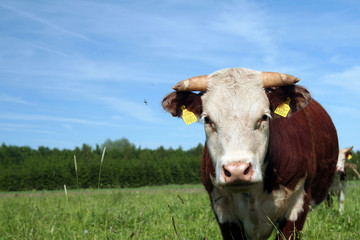 bull