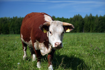 bull