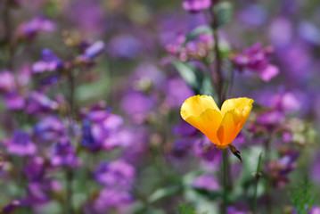 Obraz premium california poppy and larkspur