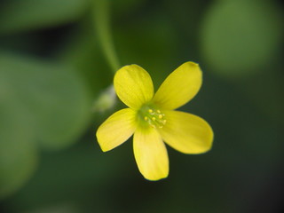 Fototapeta na wymiar fleur jaune