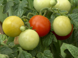 cherry tomatoes ripen