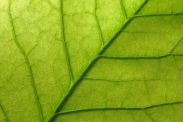 Fototapeta na wymiar detail leaf