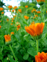 orange flower land
