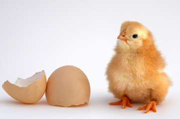 chicken