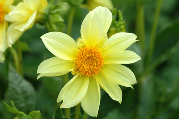dahlia jaune