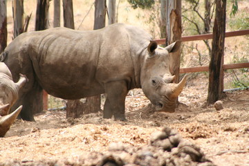 Obraz premium rinoceronte
