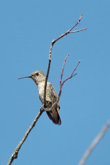 hummingbird on a branch