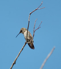 hummingbird on a branch