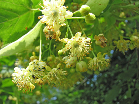 lindenbl&uuml;ten