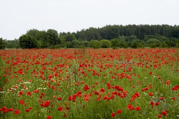 poppy meadow 2