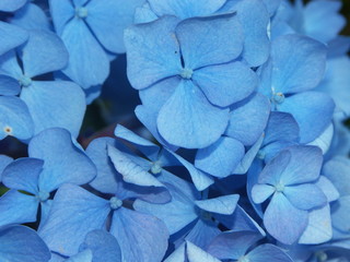 fleurs bleues d'un hortensia
