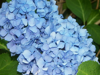 fleurs d'hortensia