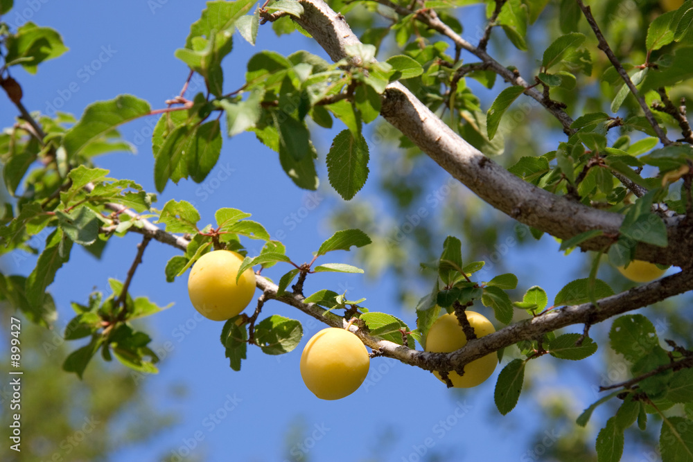 Wall mural yellow plum tree