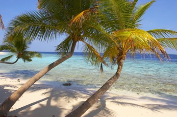 Fototapeta na wymiar piękna plaża z palmami