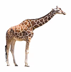 Fotobehang Giraf giraf geïsoleerd op witte achtergrond