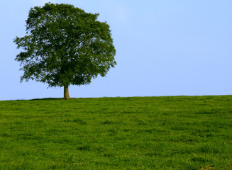 Fototapeta na wymiar łąka z drzewa