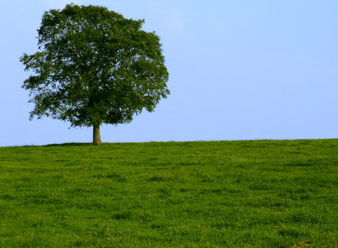 wiese mit baum