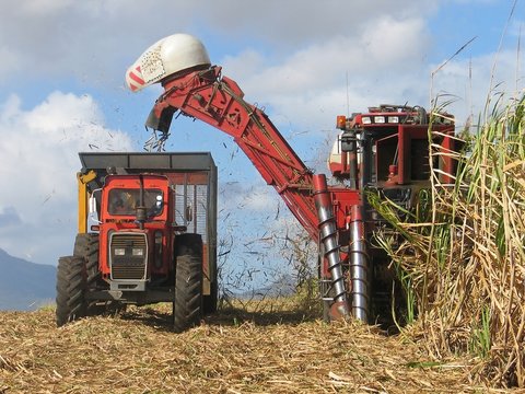 cane harvest