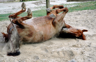 roulade cheval au paddock