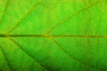 green leaf