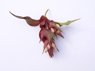 himalayan honeysuckle