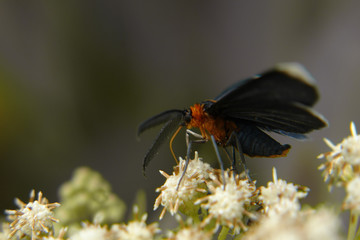 Fototapeta na wymiar the moth