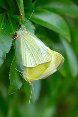 accouplement de papillons