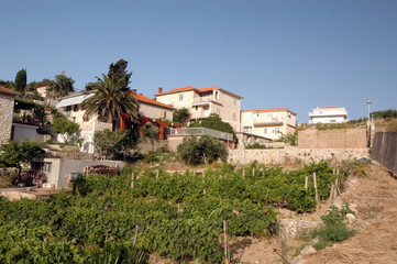 vineyard with houses